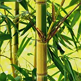 Phyllostachys praecox viridisulcata.jpg